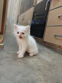 Persian