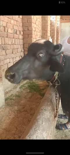 nilli rivi buffalo