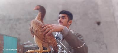 Shamo and Sindhi Cross breeder murgi