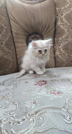 Persian 45 days old