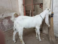Pure GULABI Male kid 6 month