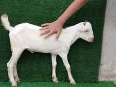 taddy goats / Bakra / Sheep | bakra / بکرا / desi goat