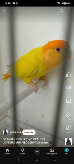 Eno cockatiel pair  lotino opline  pair orange hood lotino albino pair