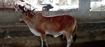 cow