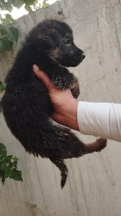 breedar fmale ) 1 male puppy 2 fmale puppy (03049010300)