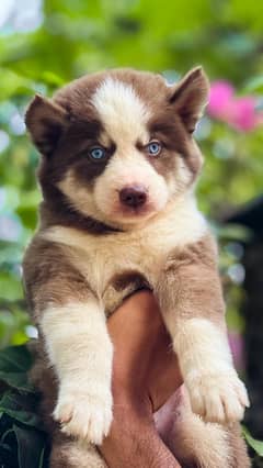 Husky
