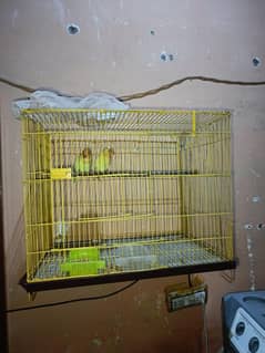 Creamino breeder pair for sale with cage