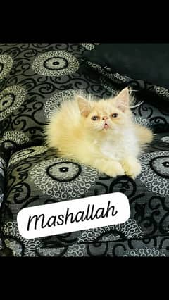 persian female kitten