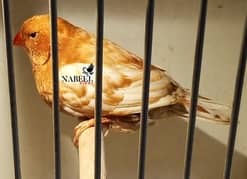 Bharain line izabel full orange male.