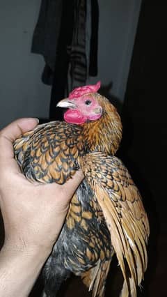 Golden Sebright
