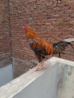 Hint Thai patay pakoye hint chick's