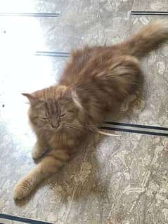 Persian