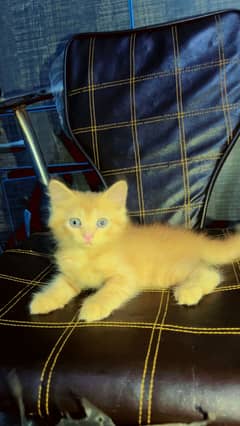Pure Persian kitten