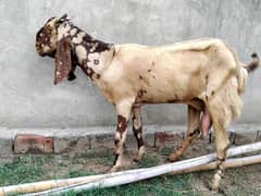 balwali bagri gor sale fresh corss