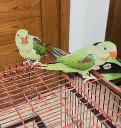 Raw Parrot for sale