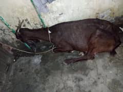 for sell pure nagara gaban 2 months ki loctiong gullber