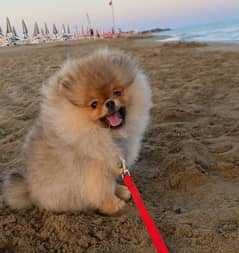 Pomeranian puppy available for new home