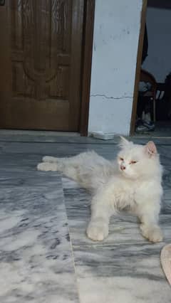 Double Coat Persian Female