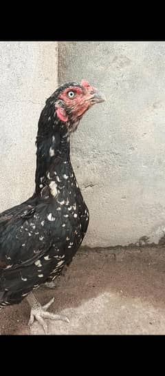 Aseel Female eggs lying