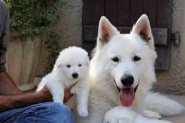 On heat Female White Swiss Shepherd Long coated Breeder Pair 2 years