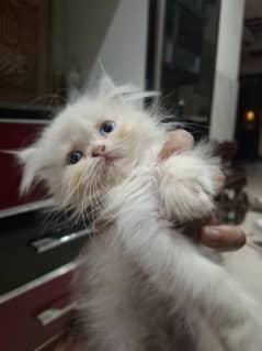 Blue Eyes Kitten