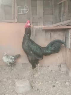 aseel thai murga