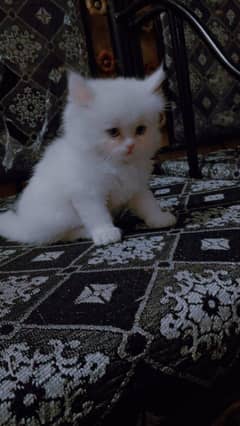 Persian cat for sale male or female my WhatsApp 0370=36=50=874