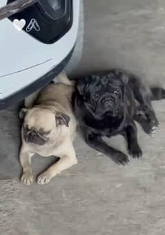 Pug Breeder Pair for sale