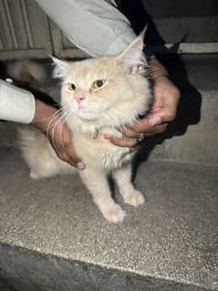 Male Cat