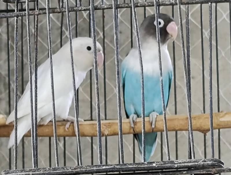 lovebirds for sale 2