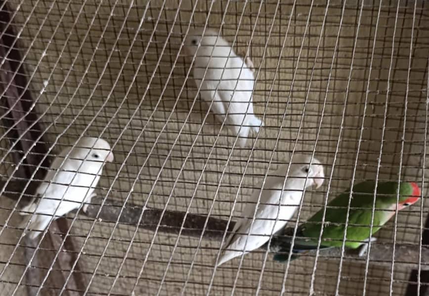 lovebirds for sale 3