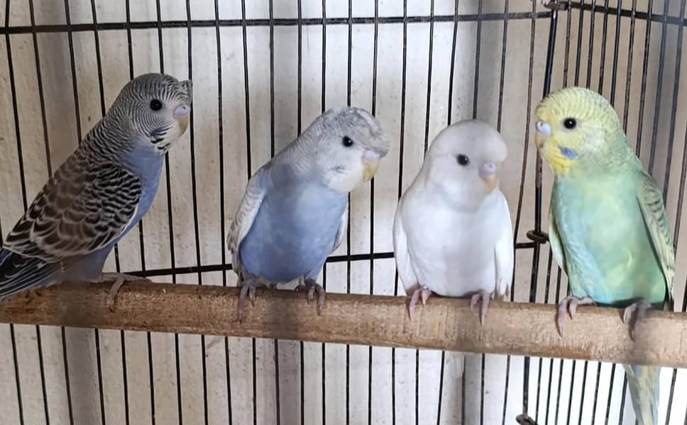lovebirds for sale 4