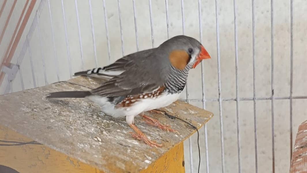 lovebirds for sale 5
