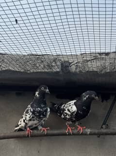 Breeder pairs for sale