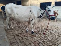 cow