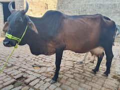 cow pure ferzion 03075393493