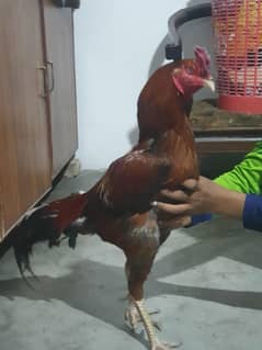 aseel nawabi nasal beautiful  color hight and Kamal breeder for shoken