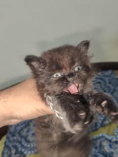 Black Persian cat | triple coat
