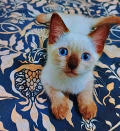 Siamese kitten