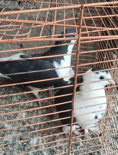 Sherazi pair for sale