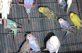 budgie
