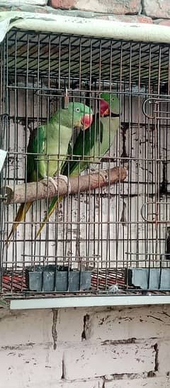 female bolti hai ful hand tail hai