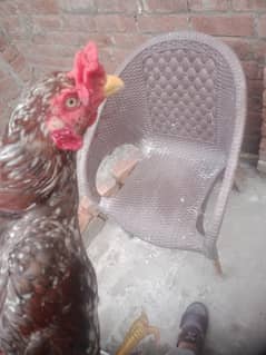 1 year patha for sale