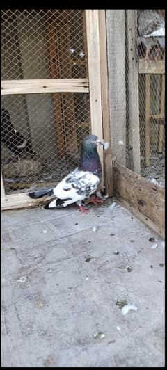 different pigeons