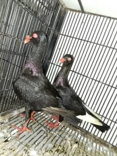 black Danish baridar pair. and black Maltese pair.