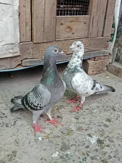 Qasid Breader Pair For sale
