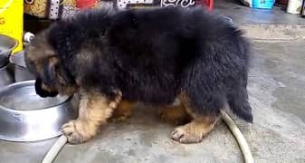 German shepherd puppies available