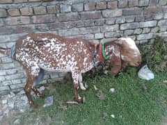 Makhni Goat with two kids urgent sale