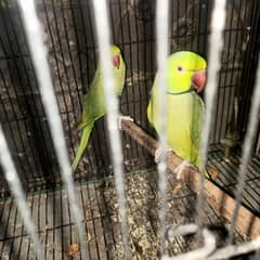 Confirm healthy 2 breeder male