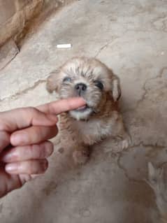 shihtzu puppy female